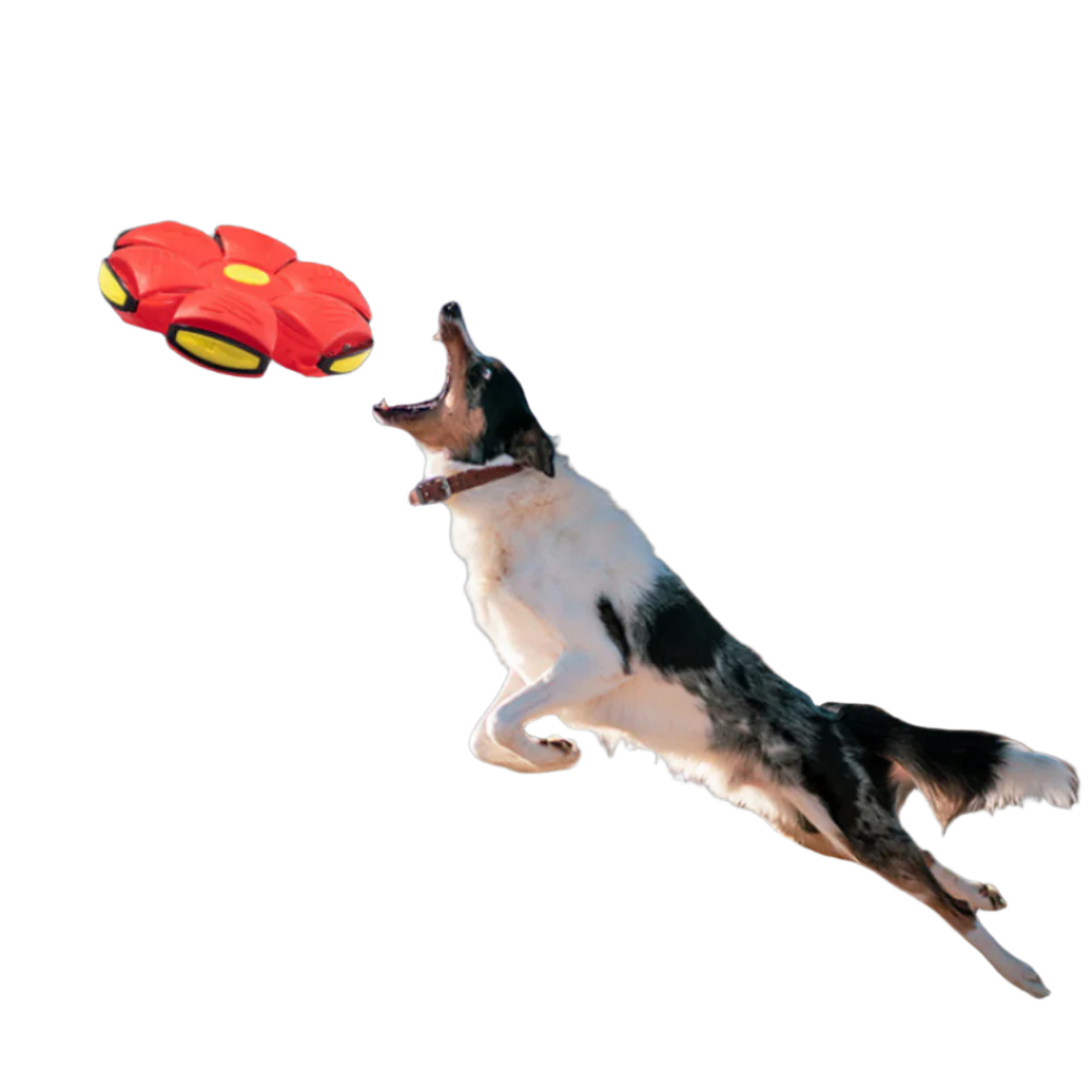 Pro-Flat Ball Frisbee
